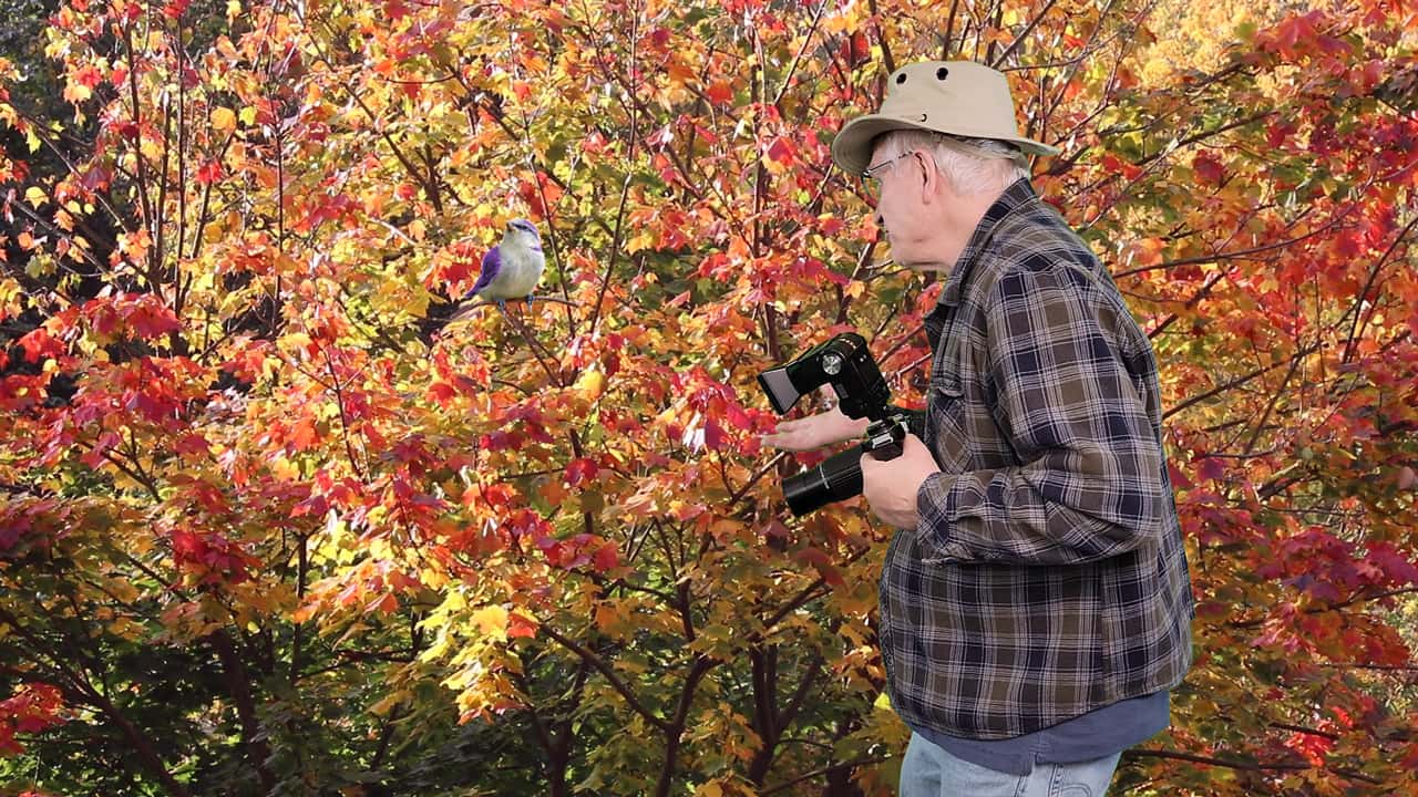 The finished shot: Gary photographing a small bird in an autumn maple tree